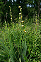 Sisyrinchium_striatum_LP0678_51_Dunsfold