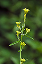 Sisymbrium_officinale_LP0206_02_Barnes