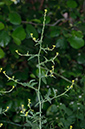 Sisymbrium_officinale_LP0533_24_Weybridge