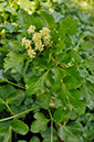 Smyrnium_olusatrum_LP0266_15_Betchworth