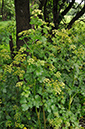 Smyrnium_olusatrum_LP0270_13_Betchworth