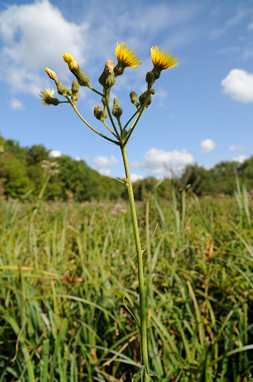 Sonchus_palustris_LP0387_28_Guildford