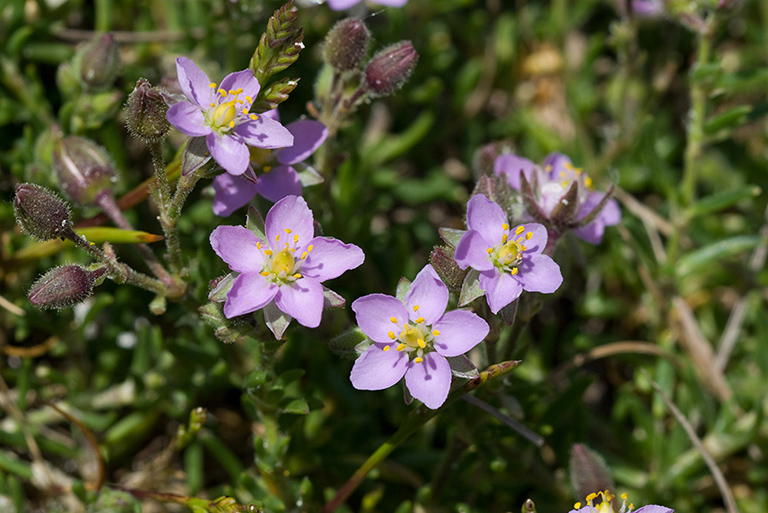 Spergularia_rupicola_LP0210_01_Plymouth