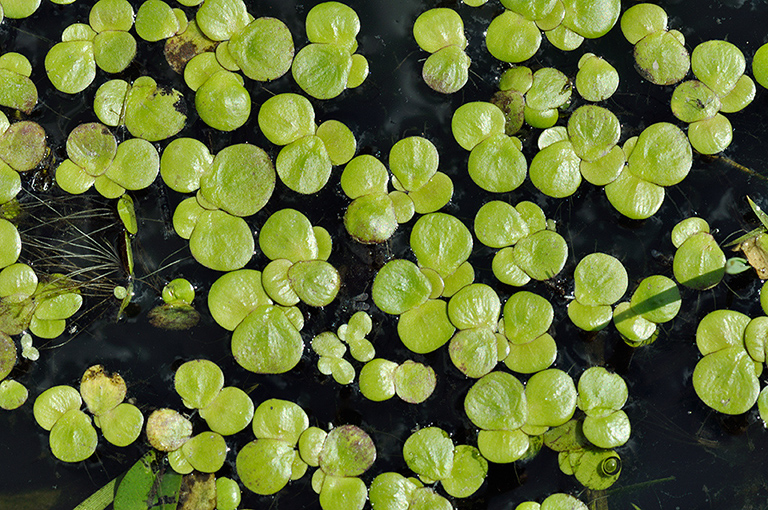 Spirodela_polyrhiza_LP0414_18_Crystal_Palace