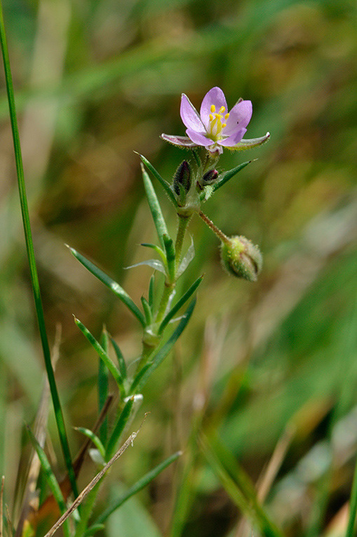 Spergularia_rubra_LP0257_36_Henley_Park