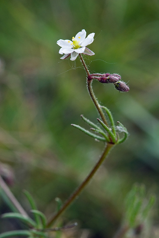 Spergula_arvensis_LP0127_30_Littleworth_Cross