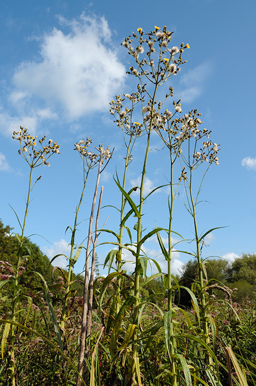 Sonchus_palustris_LP0387_32_Guildford