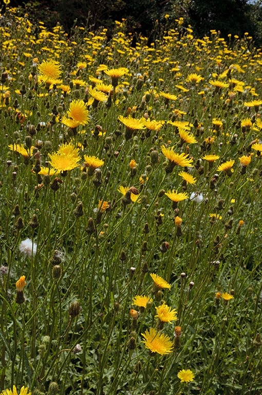 Sonchus_arvensis_LP0323_33_Ranscombe_Farm