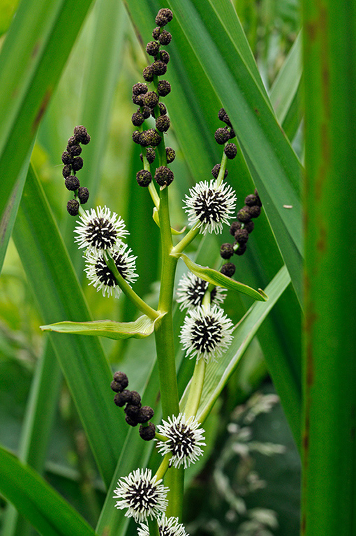 Sparganium_erectum_LP0317_111_Hampton_Court