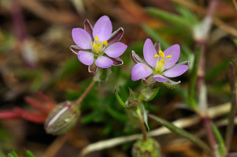 Spergularia_rubra_LP0229_28_Bagshot_Heath