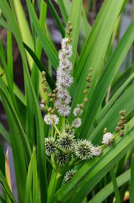 Sparganium_erectum_LP0252_71_Windsor