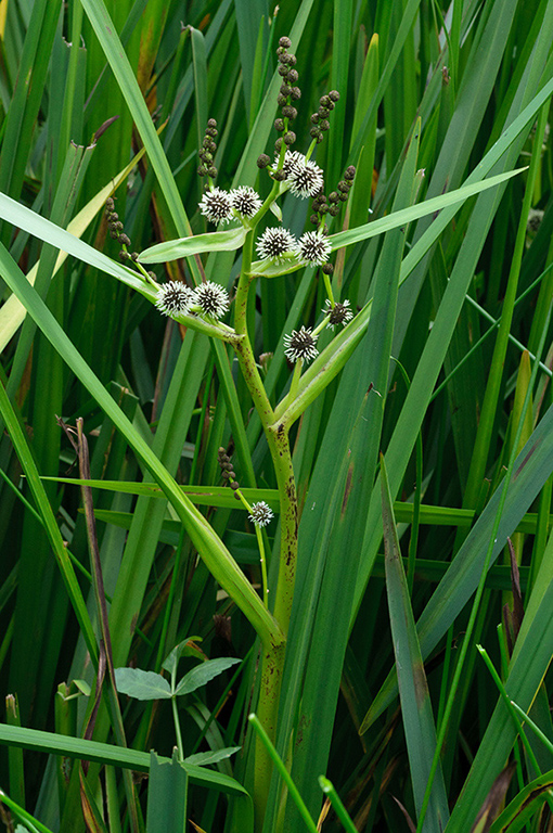 Sparganium_erectum_LP0411_60_Hampton_Court