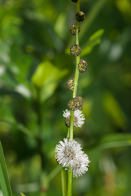 Sparganium_erectum_LP0152_05_Lingfield