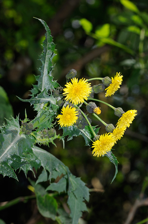 Sonchus_asper_LP0312_52_St_Martha