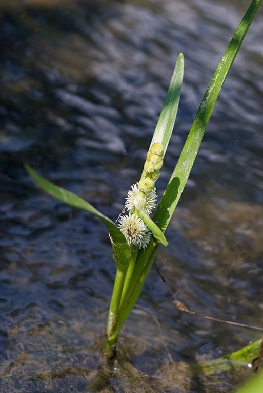 Sparganium_emersum_LP0152_76_Lingfield