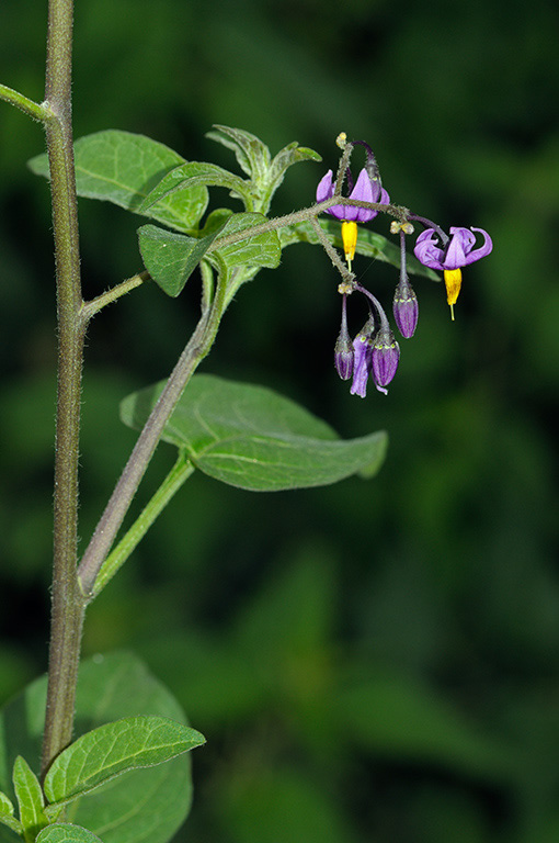 Solanum_dulcamara_LP0332_153_Hampton_Court