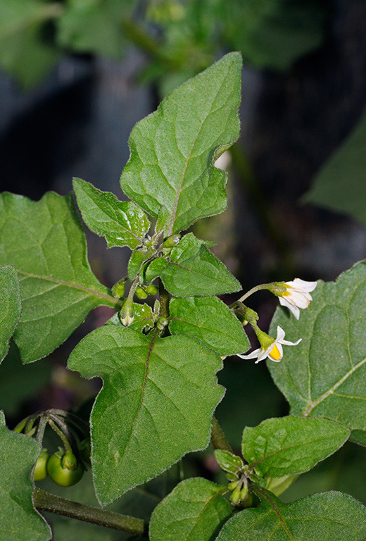 Solanum_nigrum_LP0331_47_Henley_Park