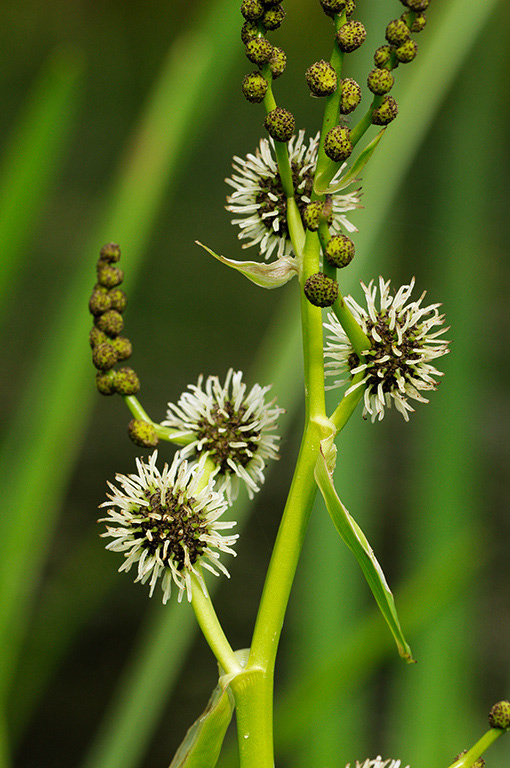 Sparganium_erectum_LP0376_70_Runnymede