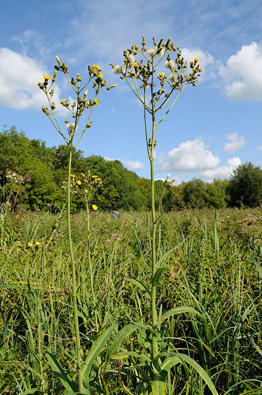 Sonchus_palustris_LP0387_24_Guildford