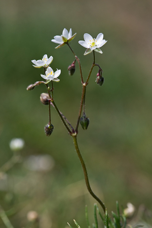 Spergula_arvensis_LP0177_06_Littleworth_Cross