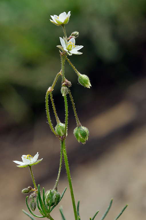 Spergula_arvensis_LP0257_78_Henley_Park