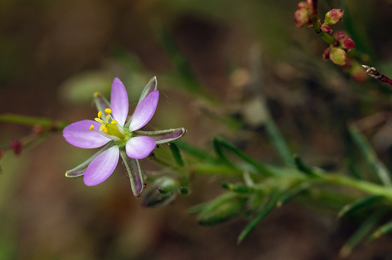 Spergularia_rubra_LP0680_17_Farley_Heath