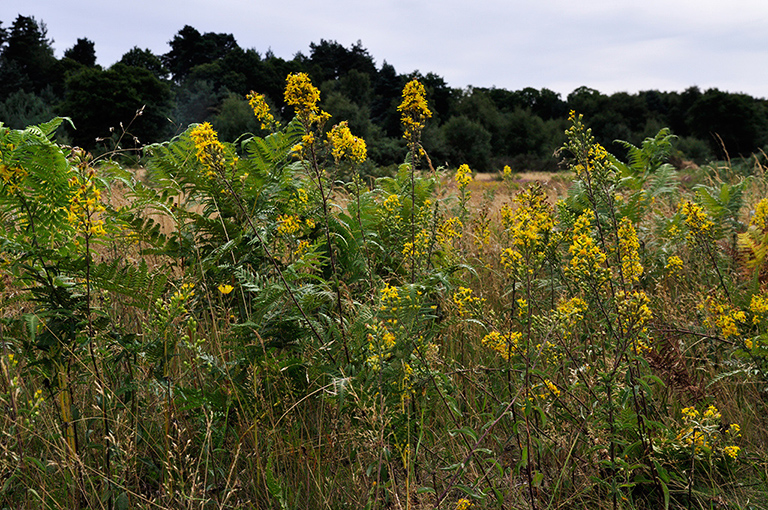 Solidago_virgaurea_LP0292_49_Henley_Park