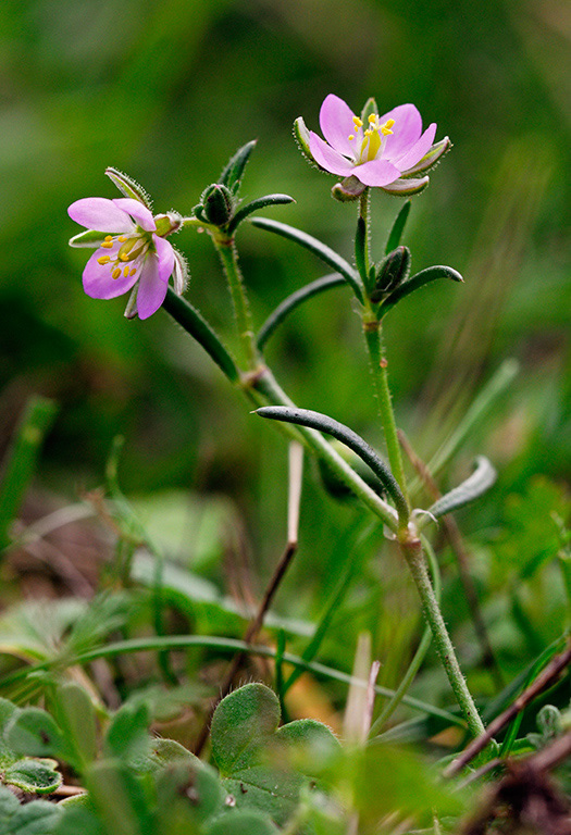 Spergularia_rubra_LP0332_77_Hampton_Court