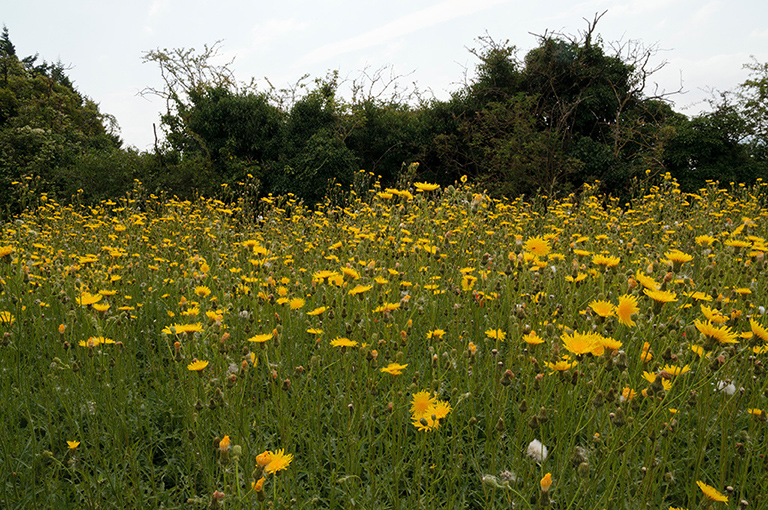 Sonchus_arvensis_LP0323_20_Ranscombe_Farm