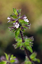 Stachys_arvensis_LP0553_02_Langley_Vale