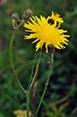 Sonchus_arvensis_LP0258_86_Dockenfield