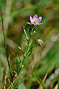 Spergularia_rubra_LP0257_36_Henley_Park