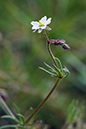 Spergula_arvensis_LP0127_30_Littleworth_Cross