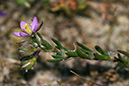 Spergularia_rubra_LP0203_13_Elstead