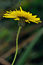 Sonchus_arvensis_LP0258_83_Dockenfield