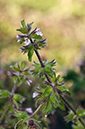 Stachys_arvensis_LP0553_09_Langley_Vale