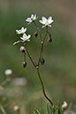 Spergula_arvensis_LP0177_06_Littleworth_Cross