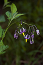 Solanum_dulcamara_LP0168_04_Dunsfold_Common