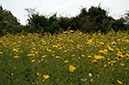 Sonchus_arvensis_LP0323_20_Ranscombe_Farm