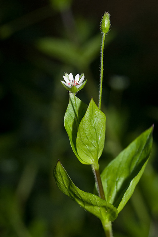 Stellaria_neglecta_LP0195_04_Reigate