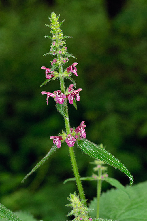 Stachys_sylvatica_LP0624_04_Frylands_Wood