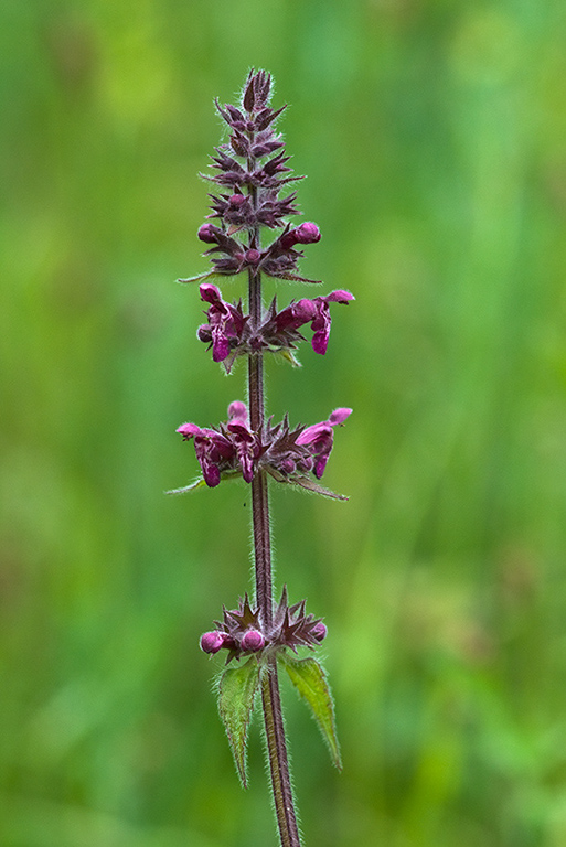 Stachys_sylvatica_LP0137_09_Riddlesdown