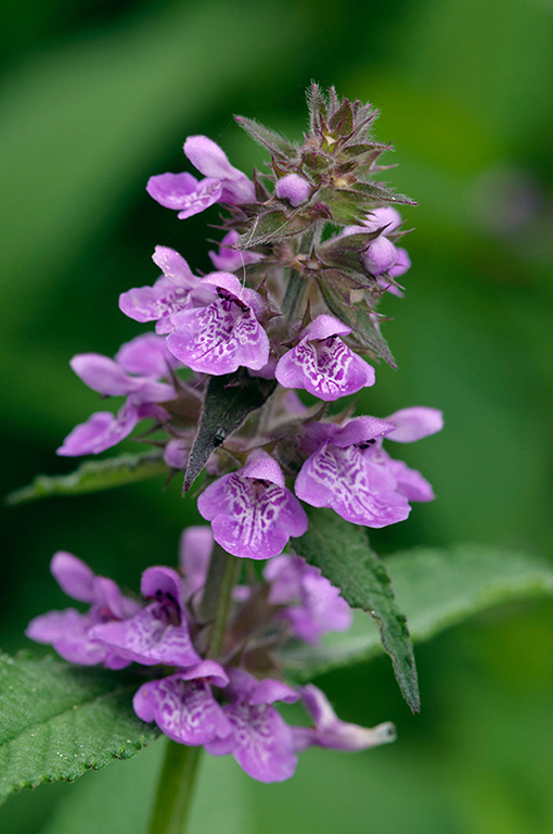 Stachys_palustris_LP0377_47_Hampton_Court