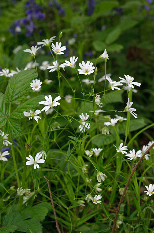 Stellaria_holostea_LP0621_19_Frylands_Wood