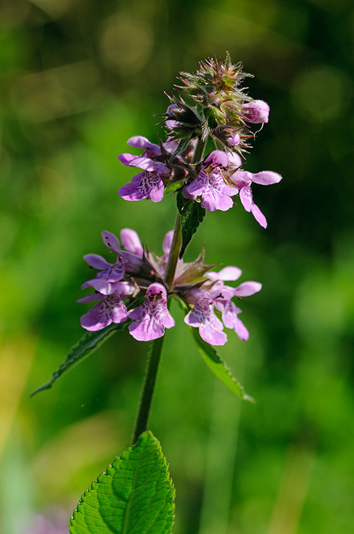 Stachys_palustris_LP0326_36_Hampton_Court