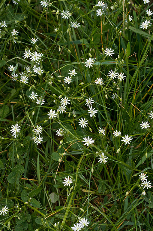 Stellaria_graminea_LP0230_64_Rowhill