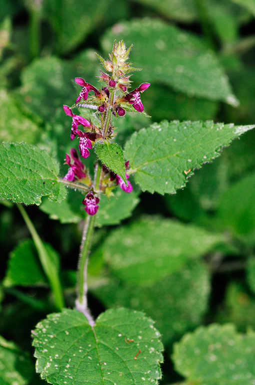 Stachys_sylvatica_LP0414_39_Crystal_Palace