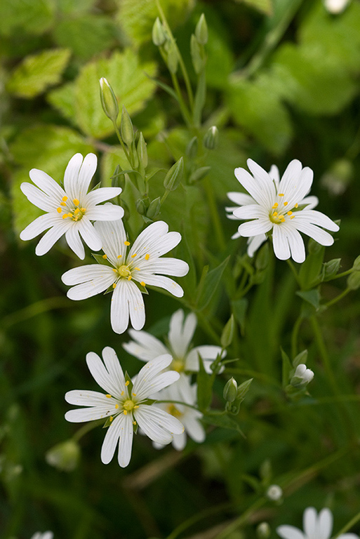 Stellaria_holostea_LP0036_07_Harewoods