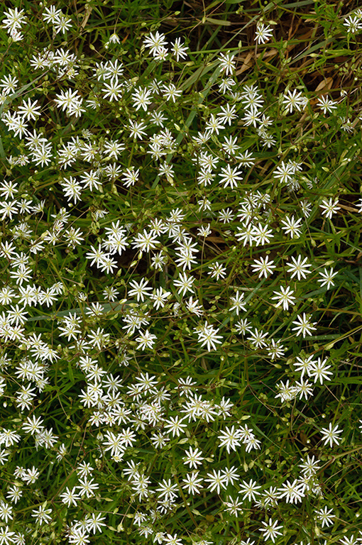 Stellaria_graminea_LP0679_04_Nutfield