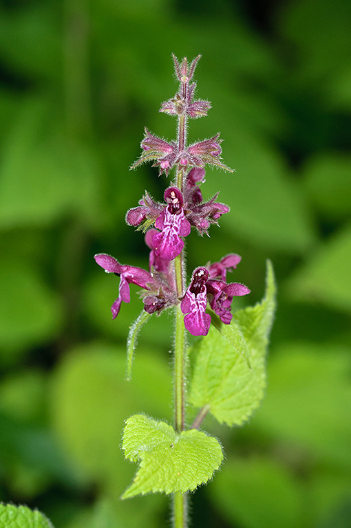 Stachys_sylvatica_LP0632_15_Frylands_Wood